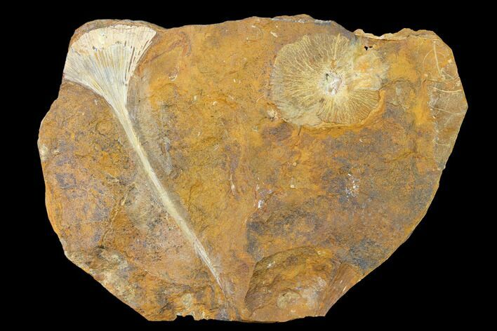 Fossil Ginkgo Leaf with Winged Walnut Fruit - North Dakota #145309